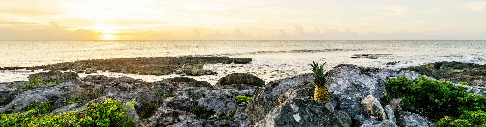 one pineapple on boulders facing sea and sunset